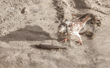 Pigeon bird eats dead fish on the beach in Mexico.