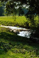 stream in the forest