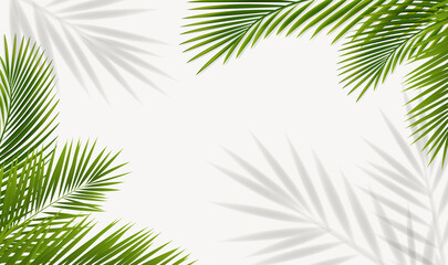 Green Palm Tree Branch And Isolated Background