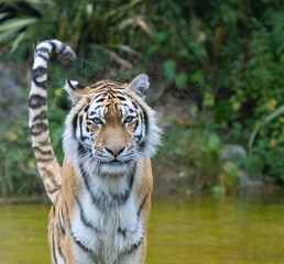 siberian tiger in the water