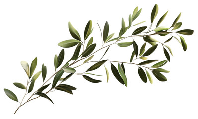 Green olive branch with leaves, cut out - stock png.