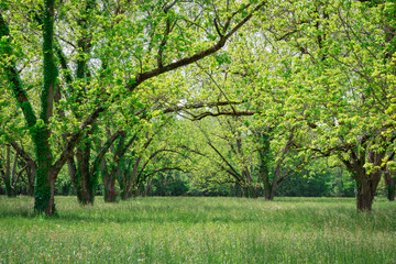 Pecan orchard in springtime
