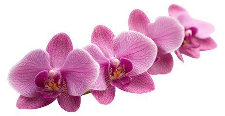 Fototapeta premium Pink orchids blooming on a delicate branch, cut out - stock png.