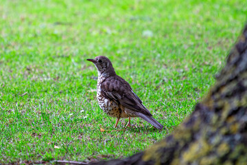 Mistle Thrush (Turdus viscivorus) in Phoenix Park, Dublin, Ireland