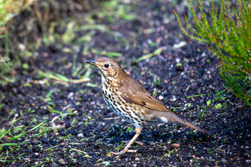 Mistle Thrush (Turdus viscivorus) in Phoenix Park, Dublin, Ireland