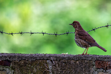 Mistle Thrush (Turdus viscivorus) in Phoenix Park, Dublin, Ireland