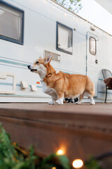 Cute Corgi dog have rest on Trailer terrace of mobile home stands in camping. Pet-Friendly Vacation