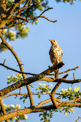 Mistle Thrush (Turdus viscivorus) in Phoenix Park, Dublin, Ireland