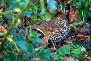Mistle Thrush (Turdus viscivorus) in Phoenix Park, Dublin, Ireland