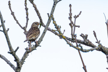 Meadow Pipit (Anthus pratensis) on Bull Island, Clontarf, Dublin, Ireland