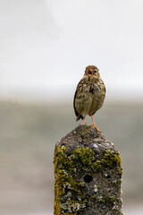 Meadow Pipit (Anthus pratensis) on Bull Island, Clontarf, Dublin, Ireland