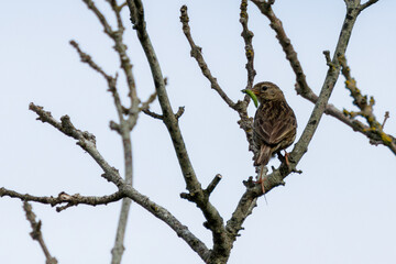 Meadow Pipit (Anthus pratensis) on Bull Island, Clontarf, Dublin, Ireland