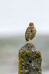 Meadow Pipit (Anthus pratensis) on Bull Island, Clontarf, Dublin, Ireland