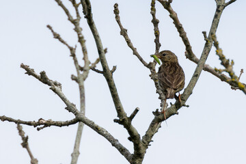 Meadow Pipit (Anthus pratensis) on Bull Island, Clontarf, Dublin, Ireland