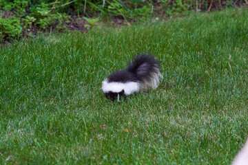 Striped Skunk Rooting for Insects in a Suburban Yard