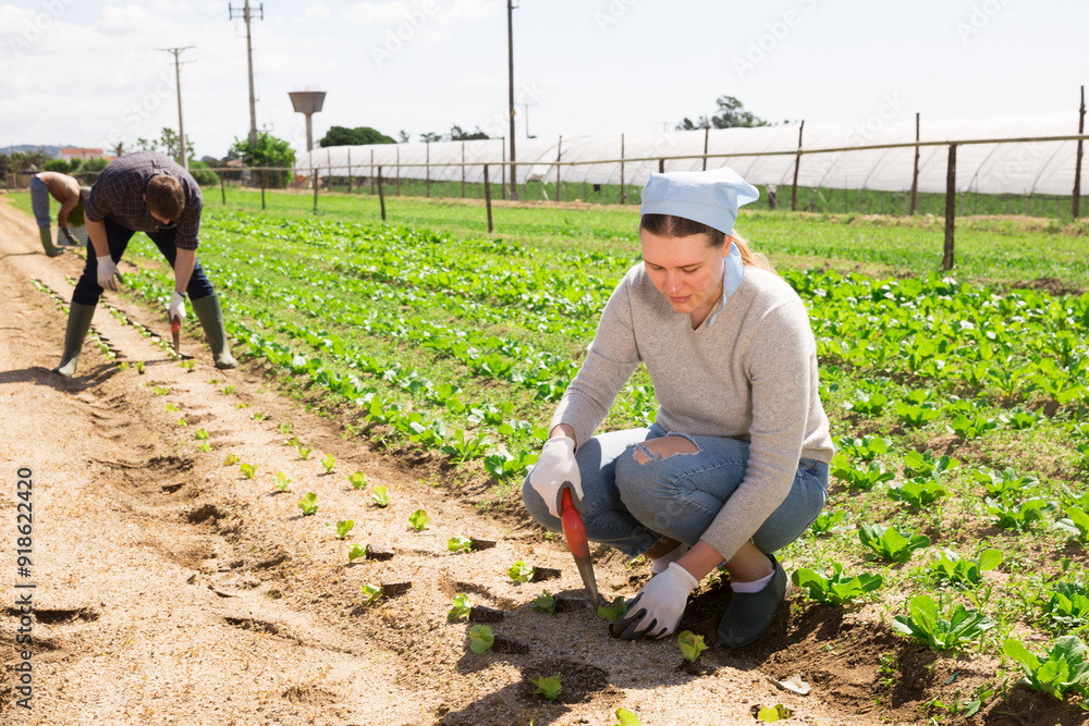 Wall mural Woman gardener while planting cabbage seedlings in field at farm