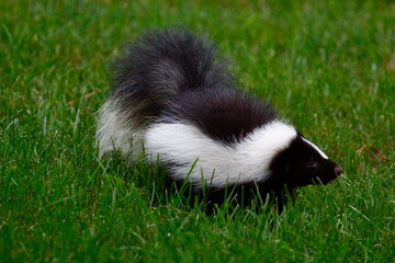 Naklejka premium Striped Skunk Rooting for Insects in a Suburban Yard