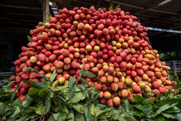 Ripe lychees, ready for sale at the market. Vibrant colors and juicy sweetness of this tropical delight, straight from the orchard to your table. Lychee, Litchi, Lichee, fruit