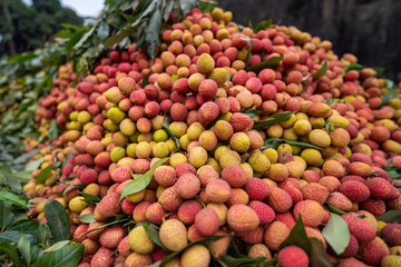Ripe lychees, ready for sale at the market. Vibrant colors and juicy sweetness of this tropical delight, straight from the orchard to your table. Lychee, Litchi, Lichee, fruit