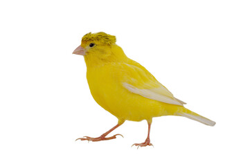 canary isolated on white background