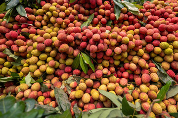Ripe lychees, ready for sale at the market. Vibrant colors and juicy sweetness of this tropical delight, straight from the orchard to your table. Lychee, Litchi, Lichee, fruit