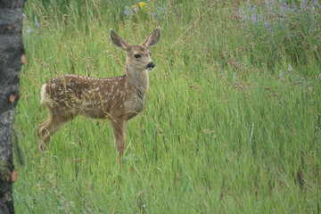 A single deer fawn standing in the grass