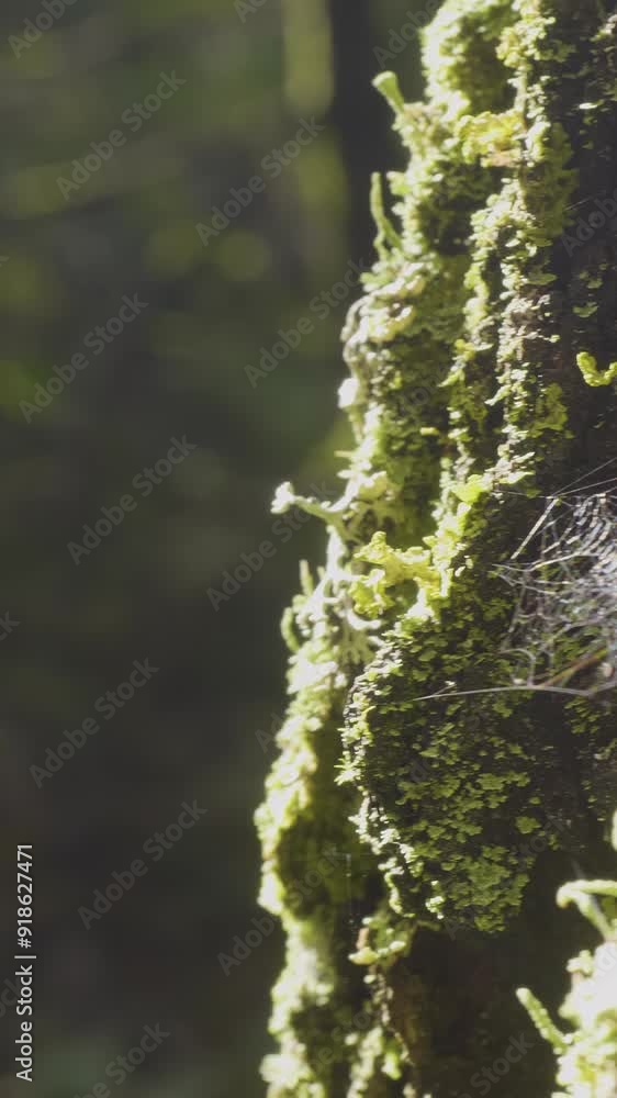 Poster large spiderweb. spider web close-up. the big cobweb close-up with the branch in it, shining under t