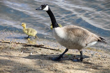 A mother Canada goose with her goslings on the lake.






