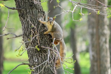Fototapeta premium a squirrel is sitting on a tree branch and looking at the camera.