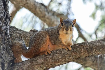 a squirrel is sitting on a tree branch and looking at the camera.
