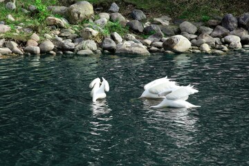 Pelicans dive headfirst into Wascana Lake, Regina, Saskatchewan. Beautiful wild birds.






