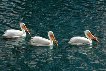 Three pelicans swim in Waskana Lake, Regina, Saskatchewan. Beautiful wild birds