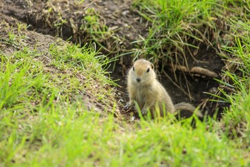 A Canadian gopher climbs out of its burrow under a tree. Rodents in the wild