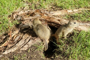 A Canadian gopher climbs out of its burrow under a tree. Rodents in the wild