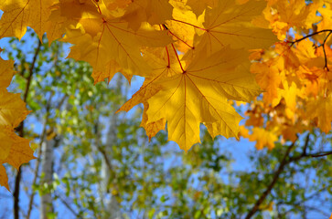 Autumn colored leaves on trees against blue sky