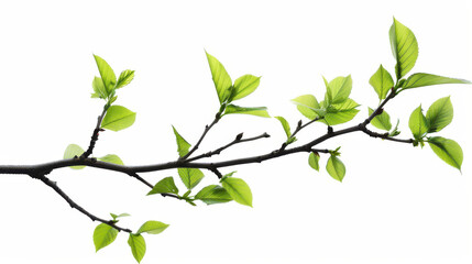 Branch with fresh green leaves, cut out