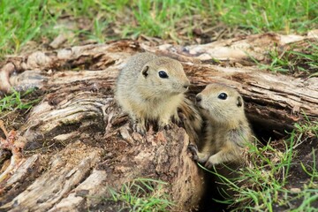 A Canadian gopher climbs out of its burrow under a tree. Rodents in the wild