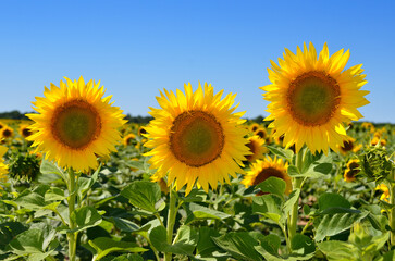 Yellow sunflowers in agricultural field against blue sky
