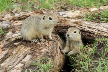 A Canadian gopher climbs out of its burrow under a tree. Rodents in the wild