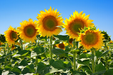 Yellow sunflowers in agricultural field against blue sky
