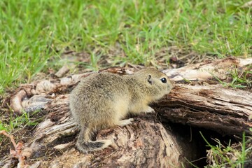 A Canadian gopher climbs out of its burrow under a tree. Rodents in the wild