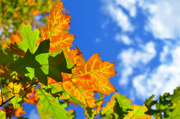 Autumn colored leaves on trees against blue sky