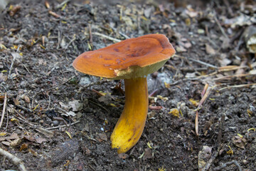 Milk-cap fungi (Lactarius volemus) Wild mushrooms growing in the forest 