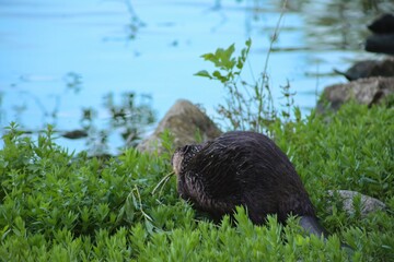 A Canadian beaver drags a stick in its teeth to the lake. Rodents in the wild