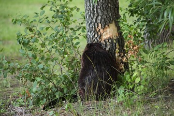 A Canadian beaver gnaws a tree near a lake. Rodents in the wild