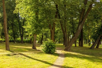 Fototapeta premium a green bush is in a park with a small bush in the middle.