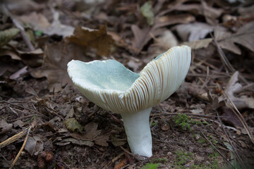 Wild mushrooms growing in the forest. Mushroom (fungi) family of Russula virescens