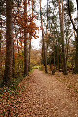 forest in autumn. yellow landscape