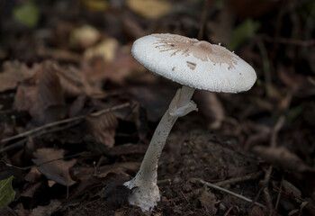 Wild mushrooms growing in the forest. Parasol Mushroom (Macrolepiota procera)