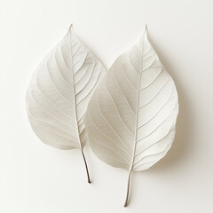 Two white leaves on white background, Minimal concept of fall. Monochromatic style
